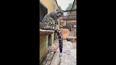 The secret to the old snow leopard’s longevity