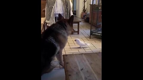 Learn from me how to bark.🐕🦜😁