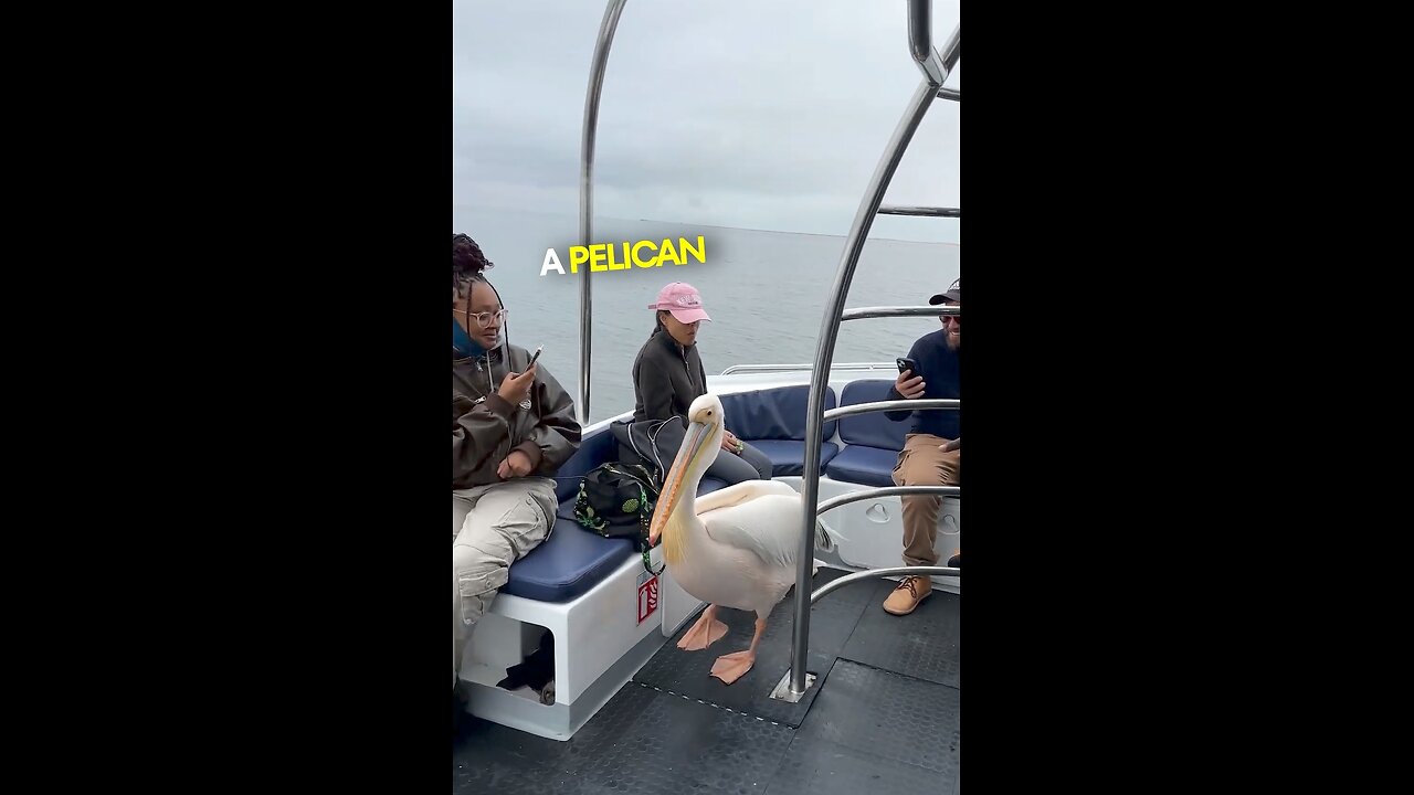 permission to come on board, pelican boards without a ticket...😂