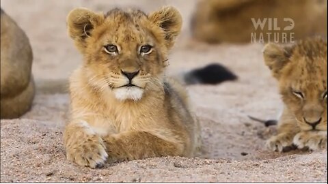 WILD SERENGETI | bettle for survival in predator territory | animal documentary.