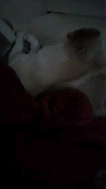 20251112. My Lord is Jesus Christ.