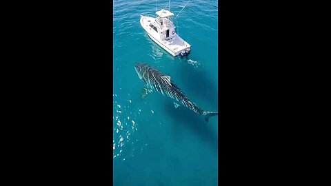 Tiger shark