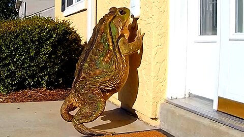 CCTV Catches Animals Ringing the Doorbell