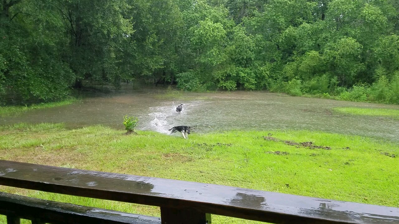 Duke & Nallah playing in receding flood waters of Hurricane Harvey