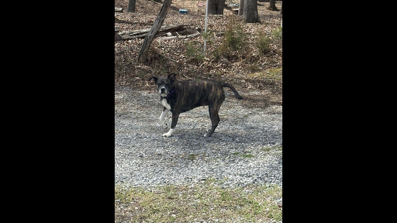 My Side-kick Sadie! She Protects Me!