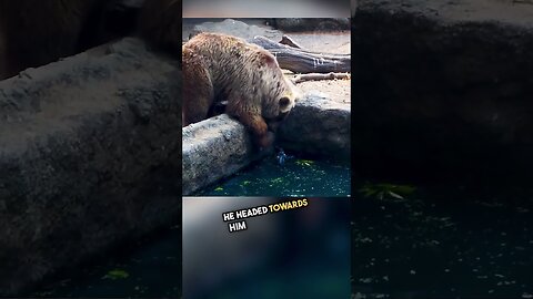 Bear Saves Crow from Drowning in a Stunning