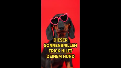 Dieser Sonnenbrillen-Trick hilft deinem Hund!