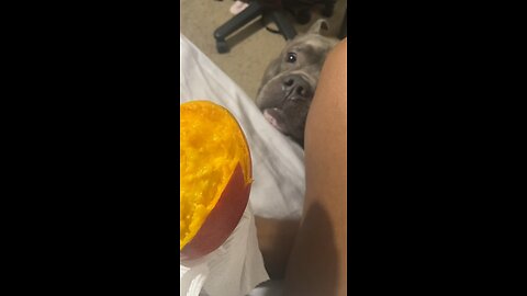 I didn’t know blue love mango until last night. Time to get him some as treats