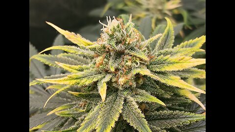 Wedding cheesecake week 16 day 4