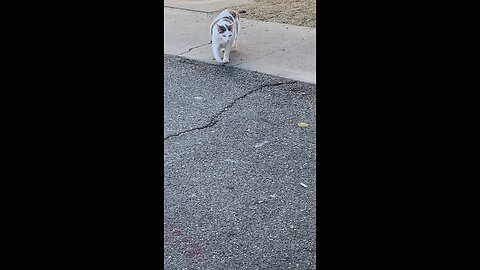 Cat 🐈 meow and approaches me #cat #shorts #meow #exploreoage #followme #viral #trending #kitten
