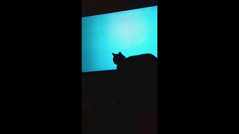 cat with red fish part2