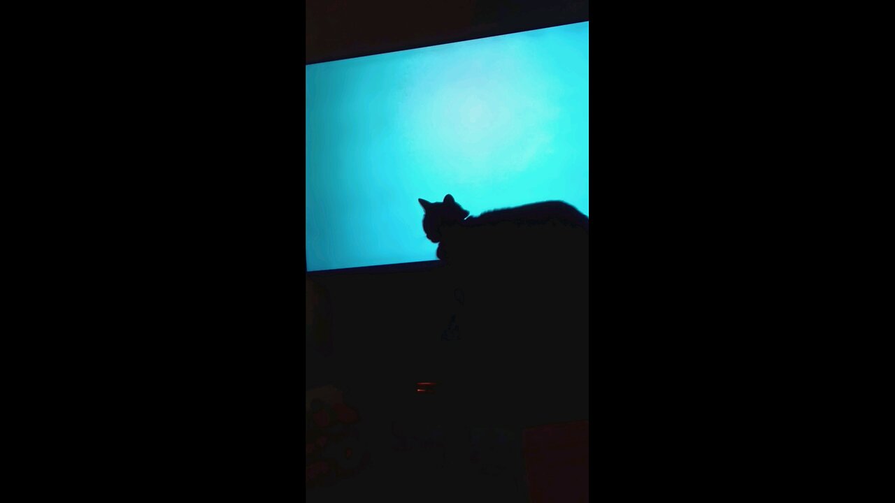 cat with red fish part2
