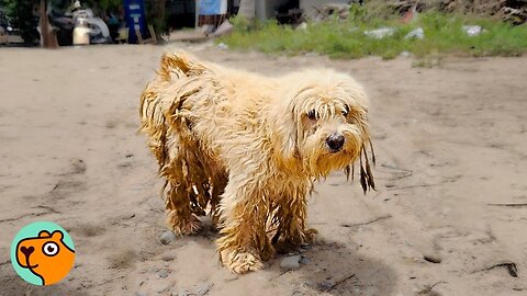 Street Dog Gets First Haircut In Seven Years, Now He Runs Happily | Cuddle Buddies