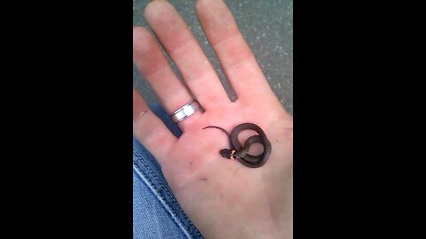A small snake