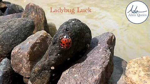 Ada Alien Queen • Ada Walks • Take # 00024 • Ladybug Luck