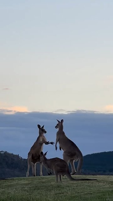 Kangaroo fight