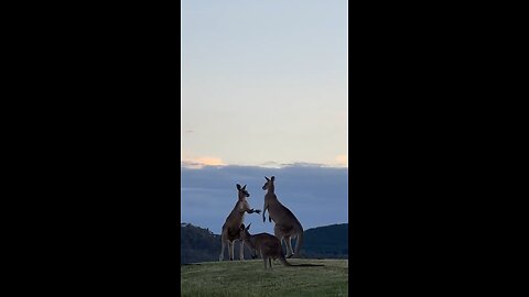 Kangaroo fight