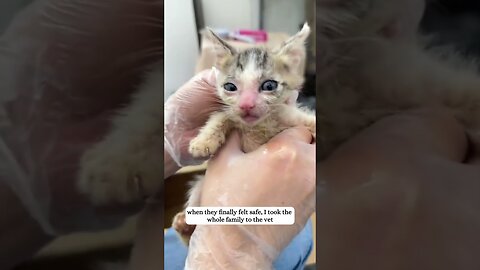 The girl took a cat with kittens and saved them from a homeless life