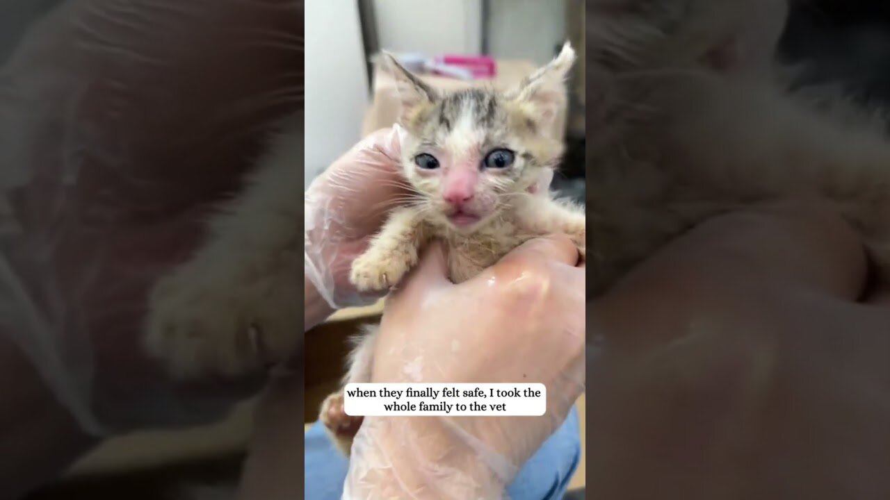 The girl took a cat with kittens and saved them from a homeless life