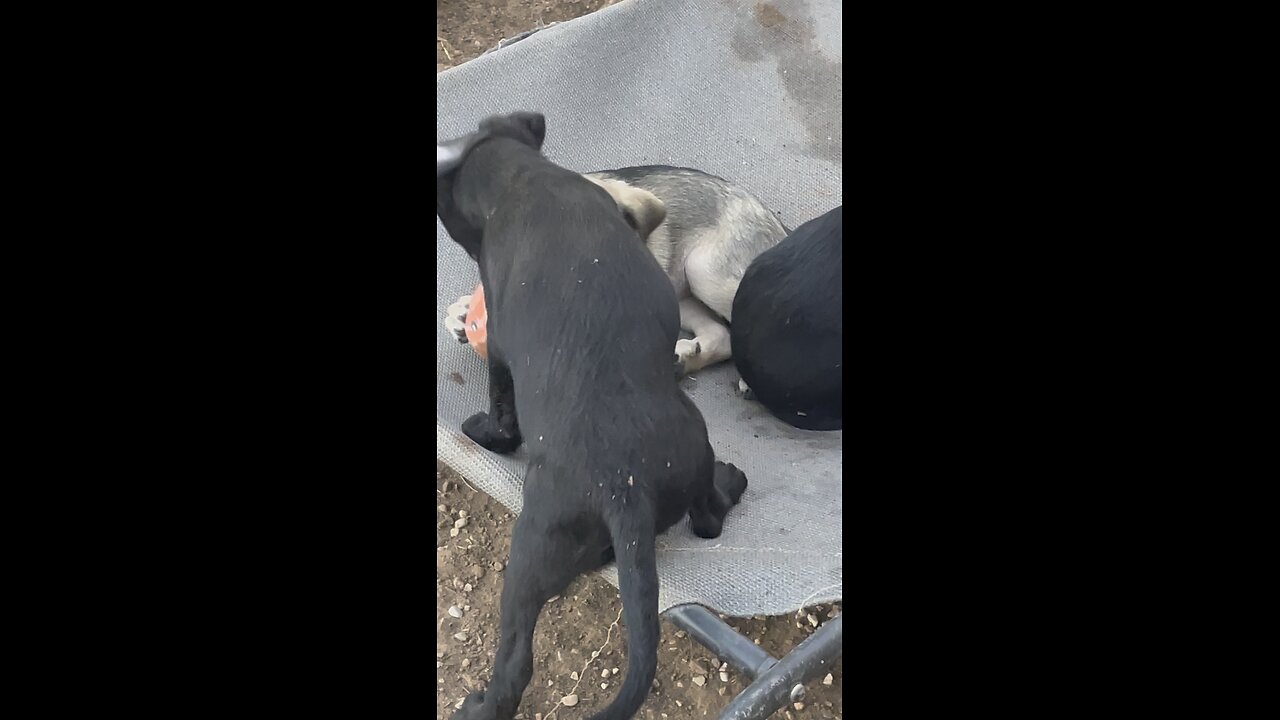 Puppies 8/18/25