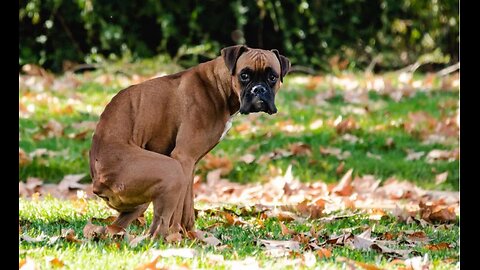 The Old Dog doo doo alias trick
