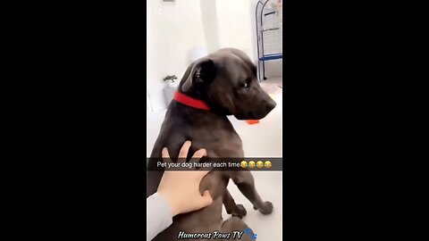 How Do Pets Always End Up This Funny?