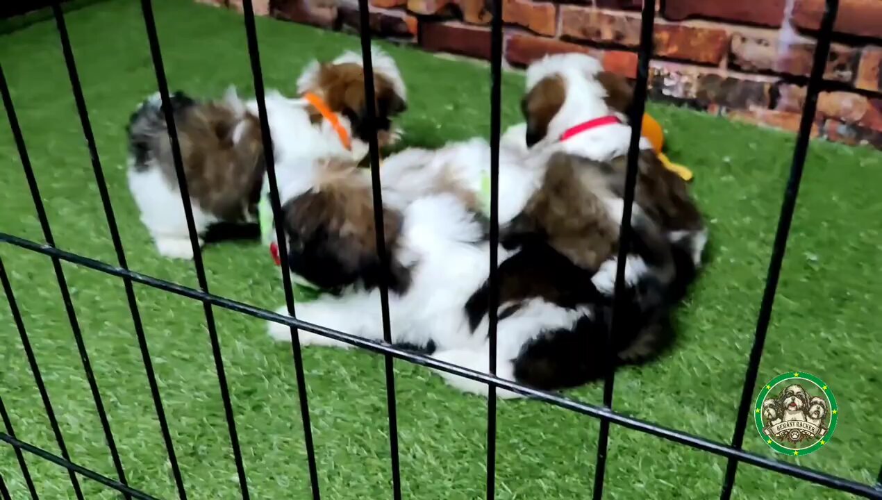 shih tzu puppies