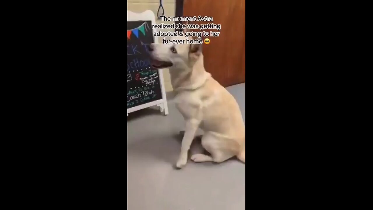 The moment this dog realised it was being adopted ❤️
