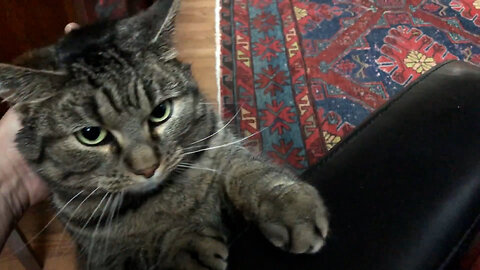 January 31, 2020 - Belle Bells The Cat Wants Attention