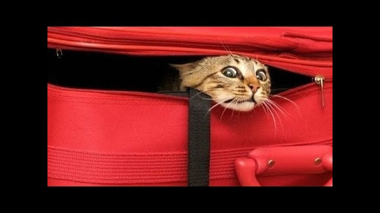 FUNNY CATS that will make your BELLY HURT FROM LAUGHING - Funny CAT compilation