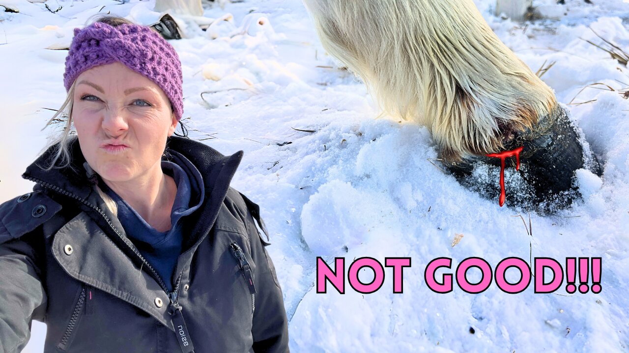 Injured Horse (Overcoming Fear & Building Trust!) 🐴
