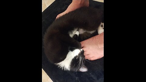 I Found A Stray Cat Outside My Door!