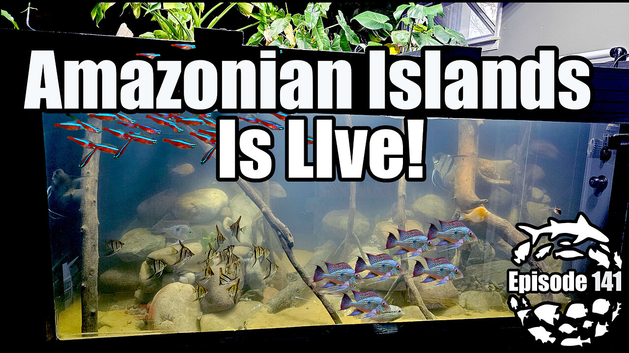 1200 Gallon Amazon Paradise Aquarium is LIVE! & Huge Shark Tank Scare!