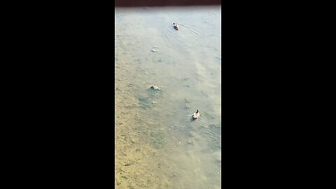 Mallard Ducks 🦆 #malllardducks #shorts #viral #trending #ducks #duck #followme