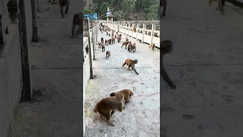 Count how many monkeys