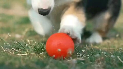 Toy ball for cats and dogs