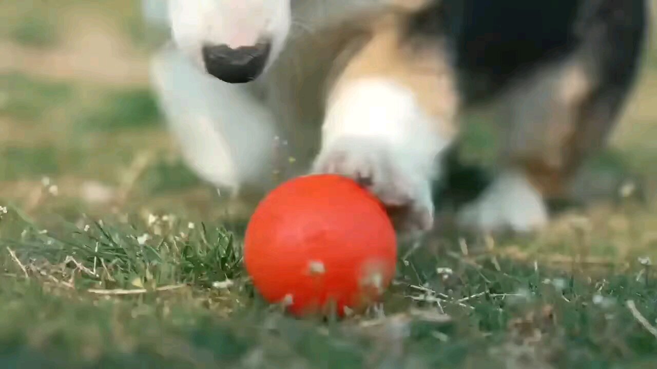 Toy ball for cats and dogs