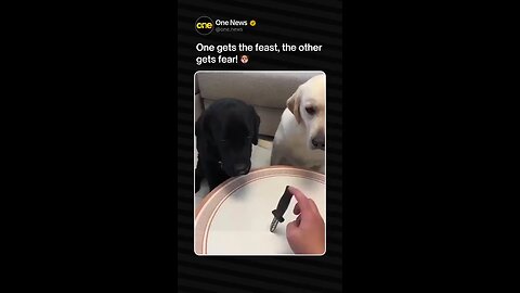 Always prank with Genius dog 😂🐕