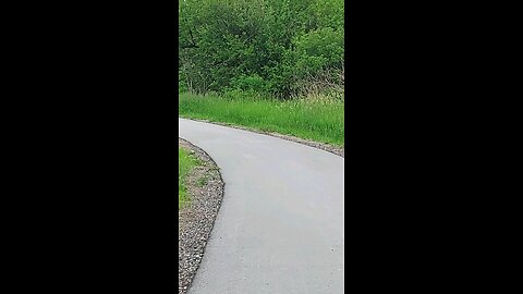 rabbit on the trail