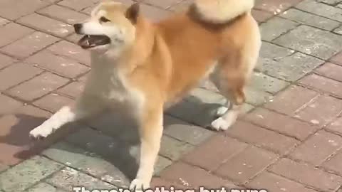 Happiest Dog