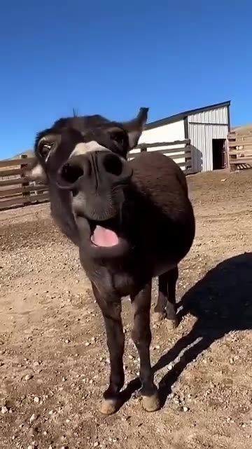 Donkey falls on its back and starts laughing at itsel