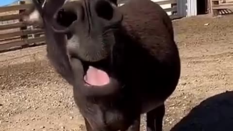 Donkey falls on its back and starts laughing at itsel