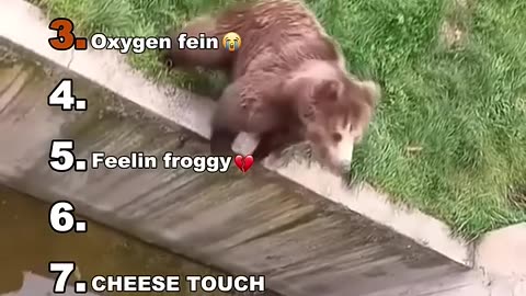Funny Animal Compilation
