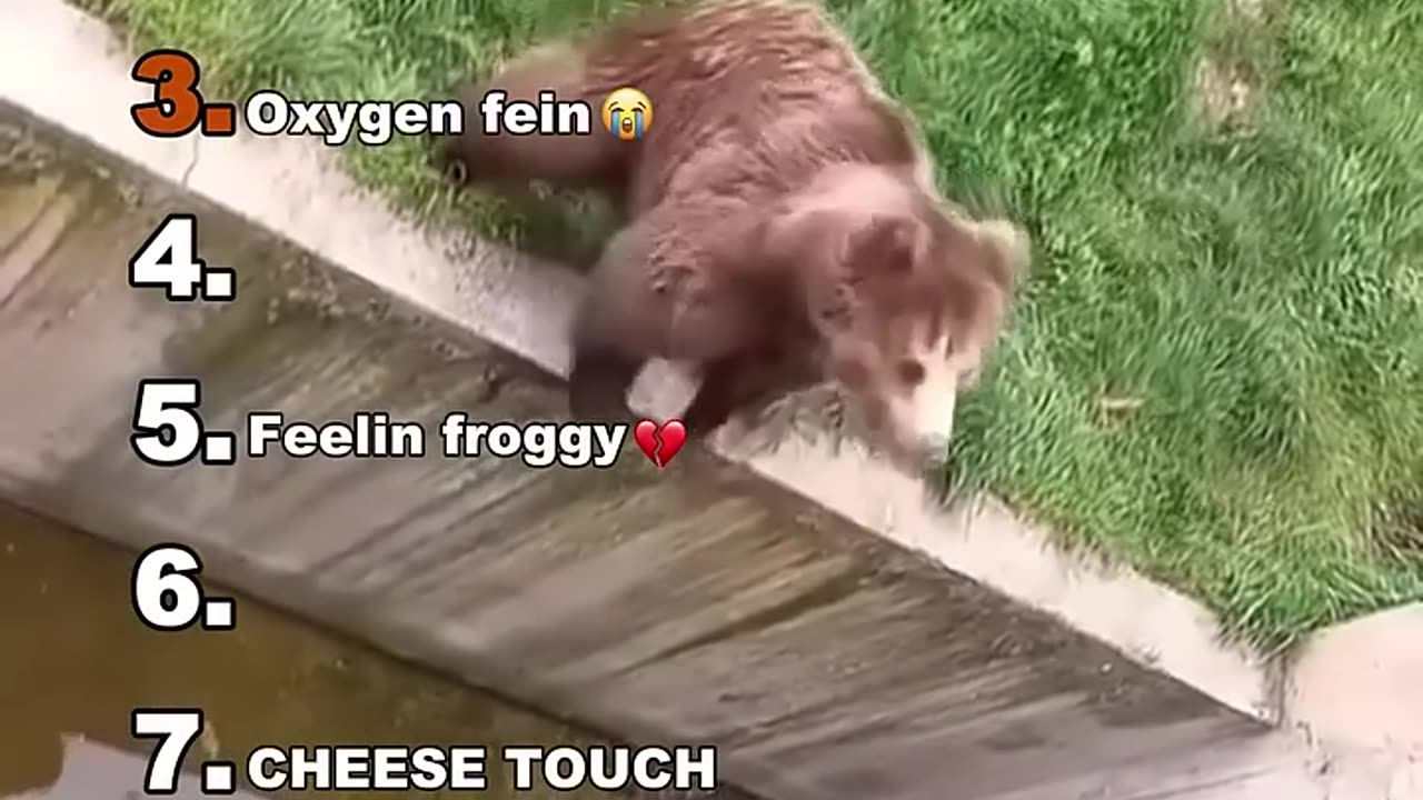 Funny Animal Compilation