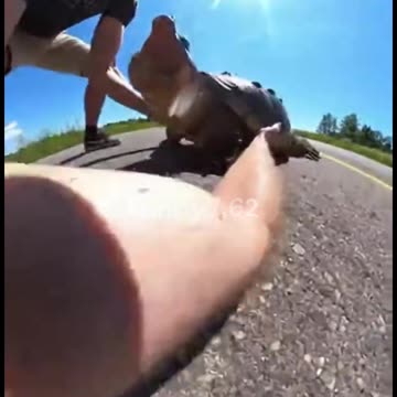 Flipping Fate – Turtle Rescue on a Scorching Highway