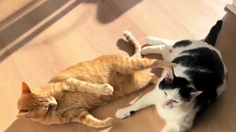 funny cats