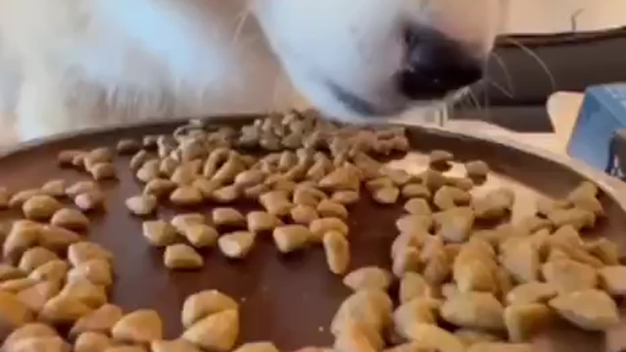 If you love your dogs, watch this video... 😱😲