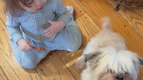 Baby Blesses Sneezing Dog