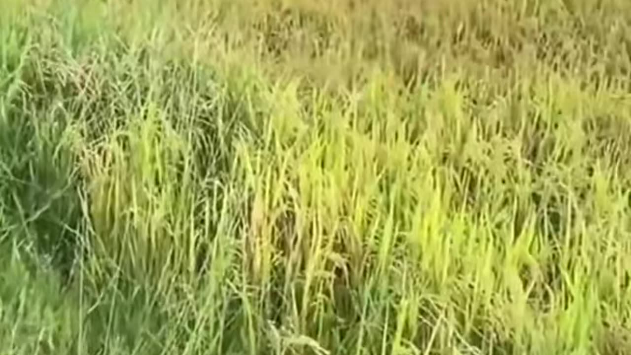 dancing dog