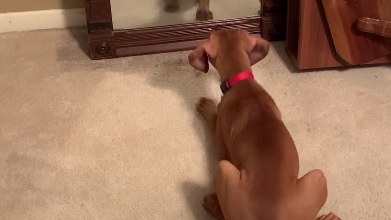 Puppy Wants to Play With Her Reflection
